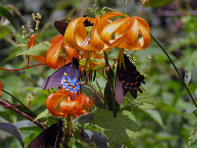 Turk Cap's Lily & Pipevine Swallowtail Photo by Ventures Birding
